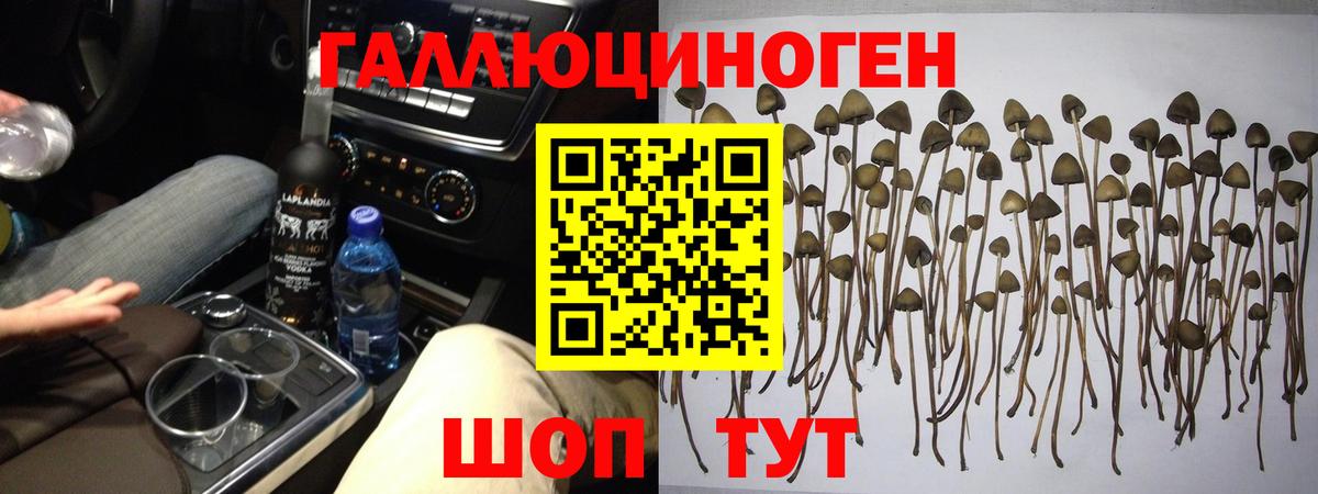 где купить наркоту  Псилоцибиновые грибы ЛСД  Псилоцибиновые грибы MAGIC MUSHROOMS  Вход с VPN  Михайловка 